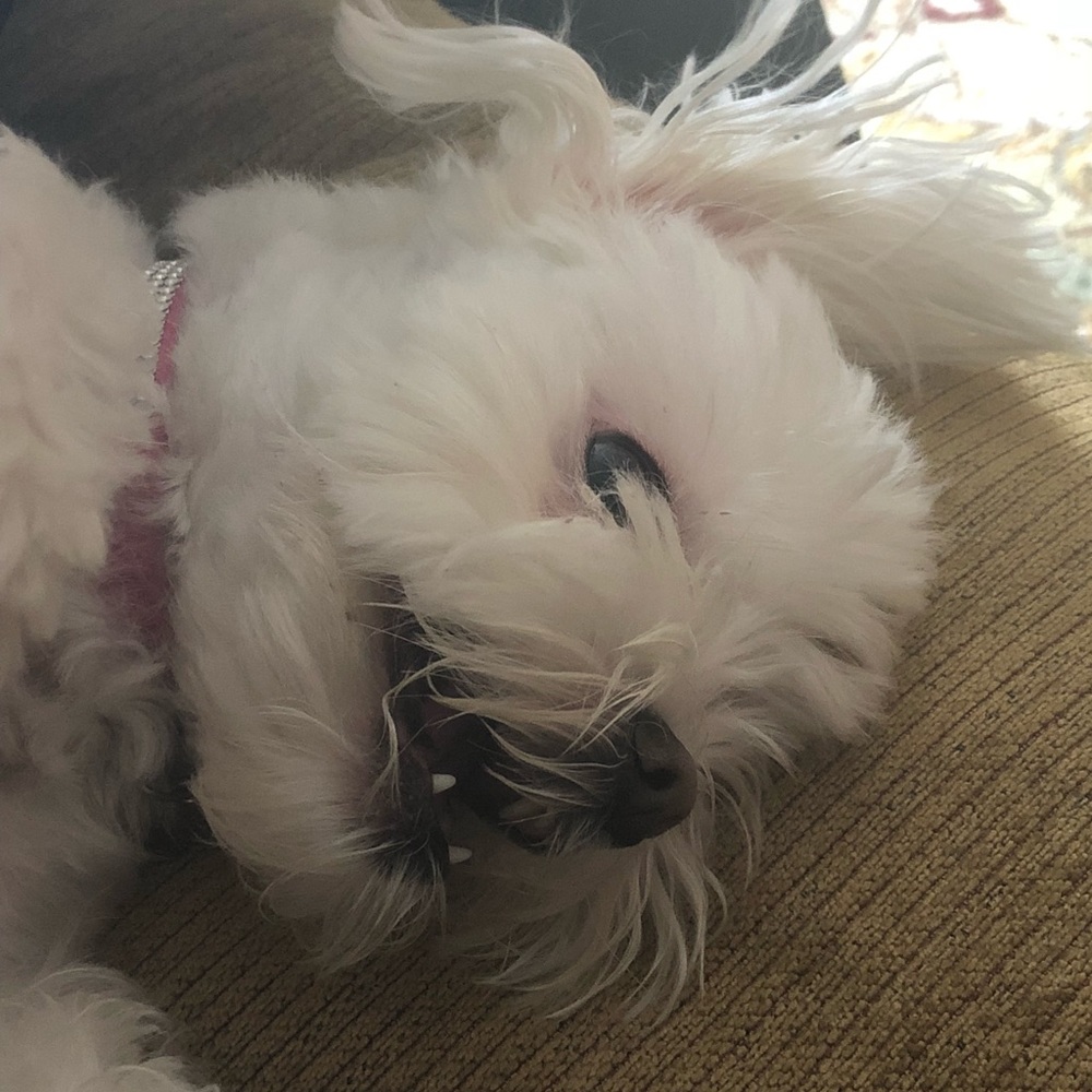 Meet your Posher, Lisa